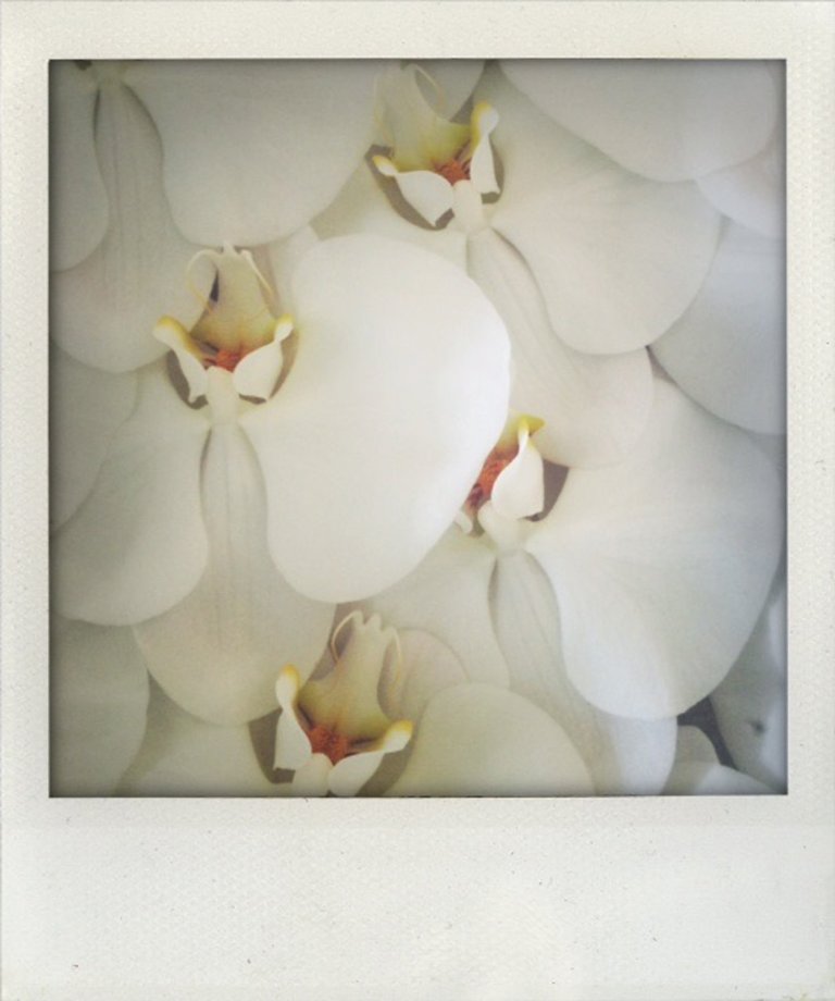 Real orchids for her hair Photo : Selena Gomez